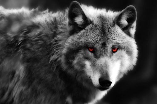 Amazon.co.jp: 赤い目をした狼動物の写真 キャンバス印刷アート